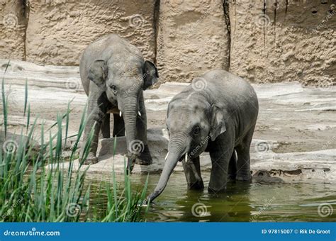 Two Young Elephants In The Water Stock Image Image Of Wild Small