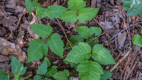 What To Do If You Encounter Poison Ivy On Your Hike