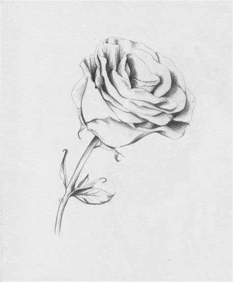 Rose Flower Drawing In Pencil Rectangle Circle
