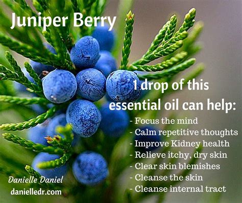 Juniper Berry Benefits Infographic Juniper Berry Essential Oil