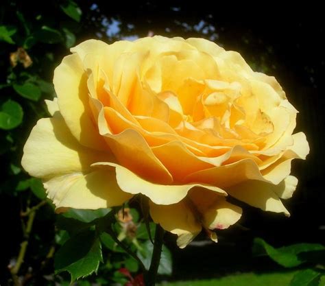 Rosa Amber Queen Wikimedia Commons Beautiful Roses Rose Antique Roses