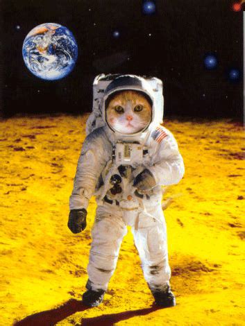 Space Cat Gifs