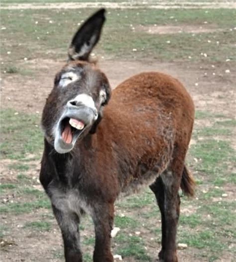 Most Funny Donkey Face Pictures That Will Make You Laugh