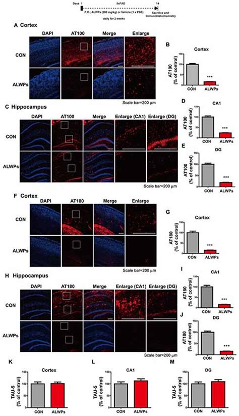 Frontiers Alwps Improve Cognitive Function And Regulate