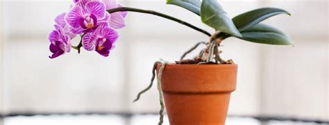 Three Signs Your Orchid Needs To Be Repotted Espoma