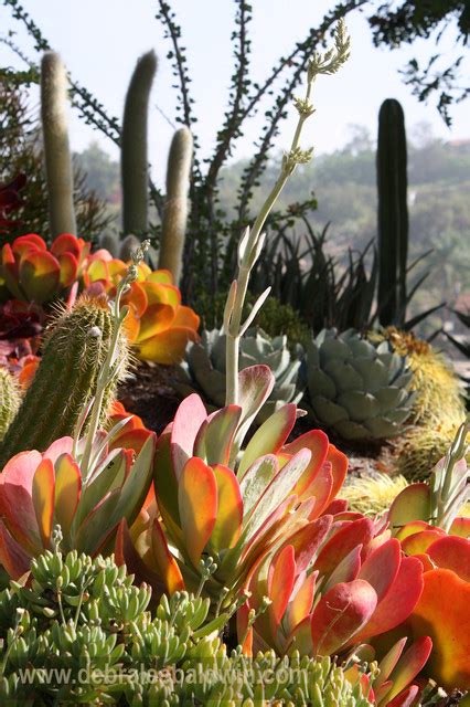 Succulent Gardens Eclectic Garden San Diego By Debra Lee