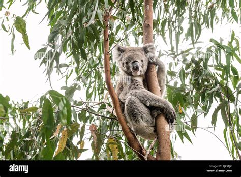 Koala In A Eucalyptus Tree Stock Photo Alamy