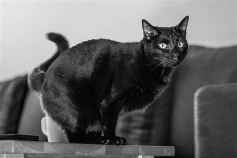 Debunking Myths National Black Cat Day 2023 And The Truth About Black