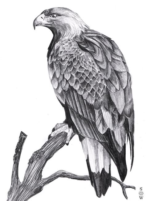 Golden Eagle Eagle Drawing Pencil Drawings Of Animals Animal