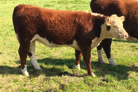 7 Pedigree Hereford Breeding Heifers Young Bulls Sellmylivestock