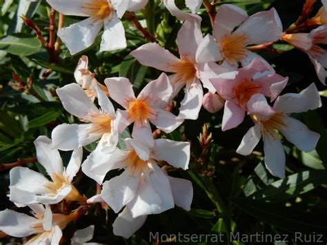 Nerium Oleander Variedades BotÀnic Serrat