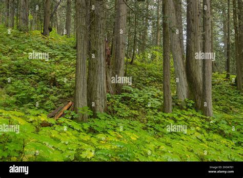 The Ancient Forest British Columbia Hi Res Stock Photography And Images