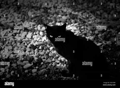 Killer Cat Black And White Stock Photos And Images Alamy