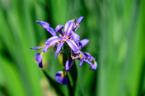 Close Up Of Many Small Light Blue Iris Flowers In A Sunny Spring Garden