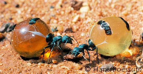 Honey Ant Ausemade