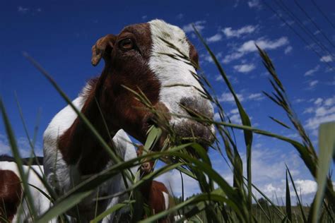 Til Sheep And Goats Are Being Used For Weed Control In Difficult To