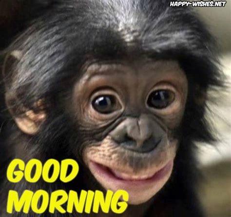 8 Good Morning Wishes With Monkey Images Cute Baby Animals Animals
