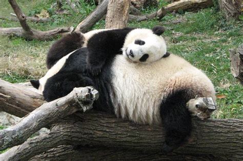 20 Hilarious Yet Cute Panda Photos That Will Make You Say Aww