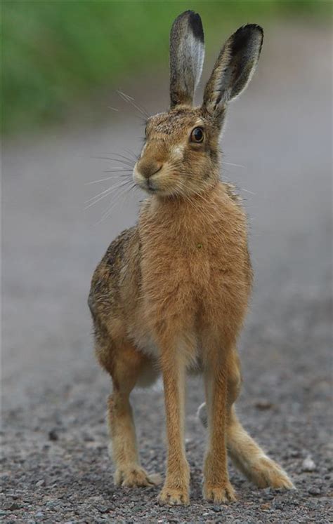 Brown Hare By Jim Wood Animals Beautiful Animals Wild Hare