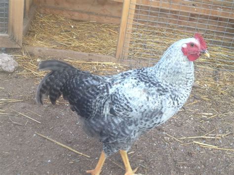 4 Months Old Are These Barred Rock First Two Also I Can T Tell Sex Thank You For Help