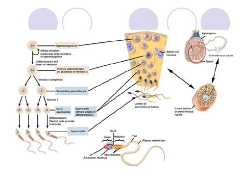 Spermatogenesis Dan Semen Ternak Spermatogenesis Pembentukan Dan Perkembangan