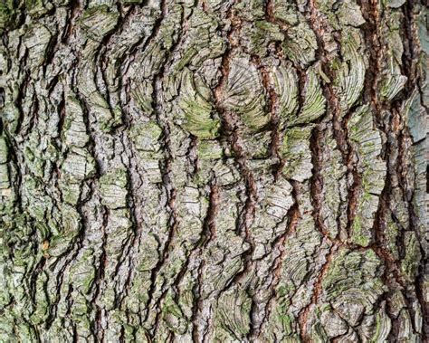 Tree Bark Details As A Texture Or Background Stock Photo Image Of