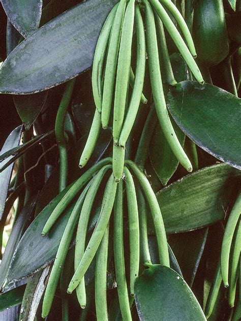 How To Grow Vanilla Orchid Indoors 10 Fun Facts