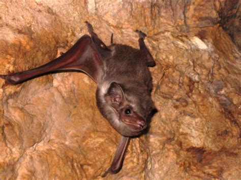 In The World Of Poop Bat Feces Are Known For Being Exceptional
