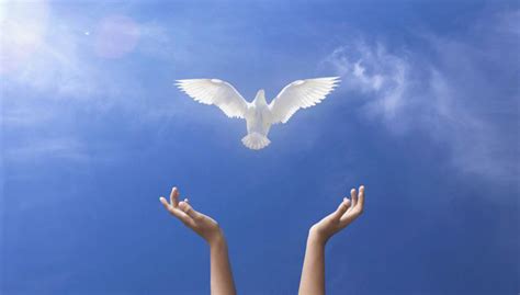 Suara burung prin gantil untuk pikat mp3 & mp4. Refleksi: "Roh Kudus yang Mengubah" | Renungan Harian ...