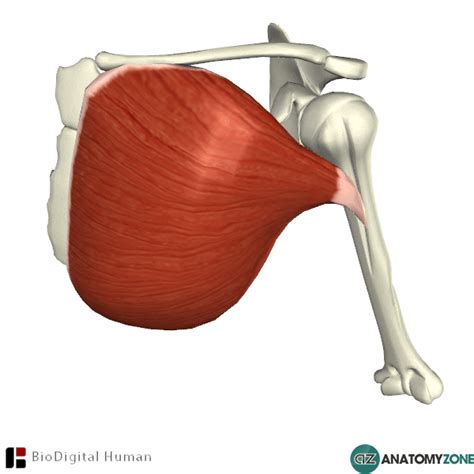 Pectoralis Major • Muscular Musculoskeletal • Anatomyzone