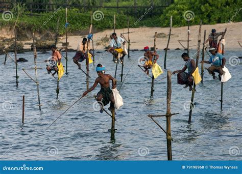 Pole Fishermen At Work In The Early Morning At Koggala On The South