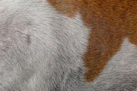 Premium Photo Close Up Brown And White Dog Skin For Texture