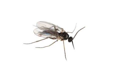 11 Proven Ways To Get Rid Of Gnats In Your House A Z Animals