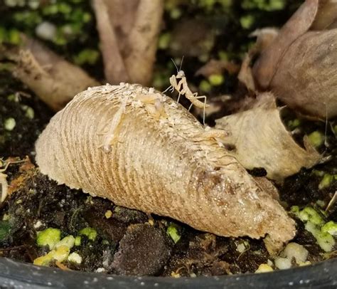 The eggs which have been. Mantis baby on his egg | Praying mantis