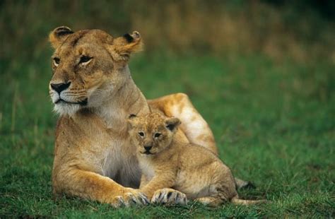African Lioness With Young Panthera Leo Masai Mara Gr