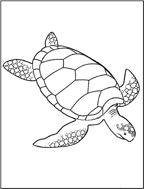 Printable Picture Of A Turtle Printable Word Searches