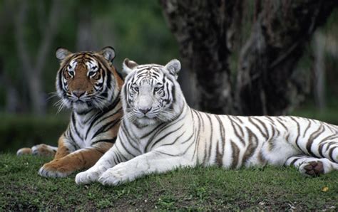 Scienceshot How The White Tiger Got Its Coat Science Aaas