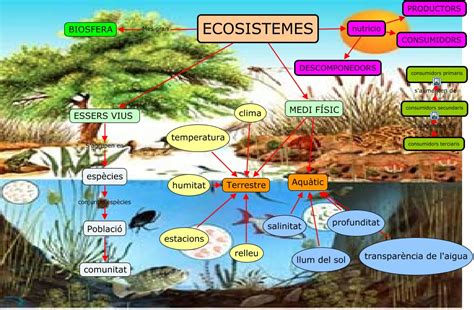 Los Ecosistemas Tipos De Ecosistemas Diferencias Y Cu Vrogue Co