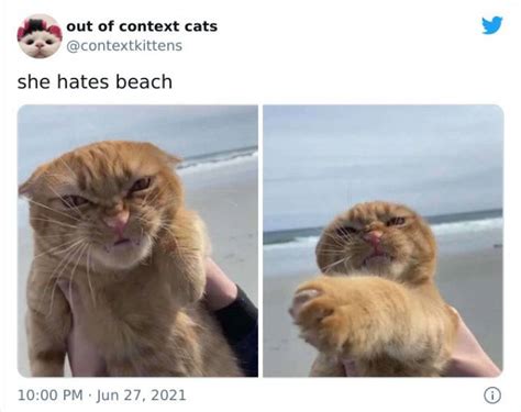 These Cats Are Out Of Context 48 Pics