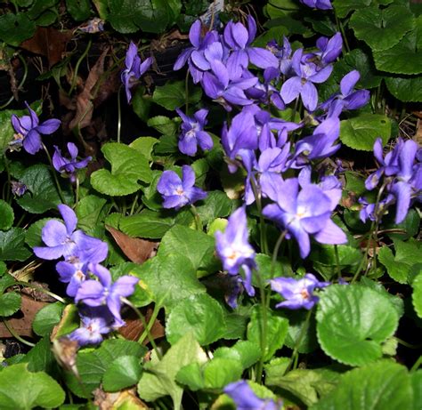 ﻿the Search For Fragrant Spring Violets Blog