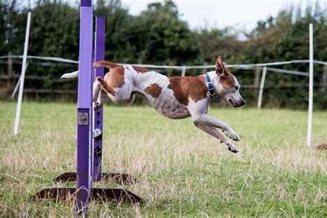 Photography by MickB: Agility Dogs Jump Sequence