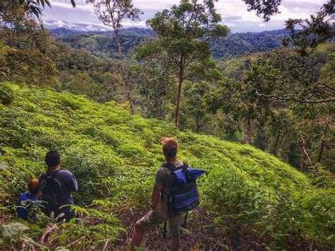 Luxury trips to batang ai national park with jacada travel. Orangutan trekking through Borneo's wild jungles