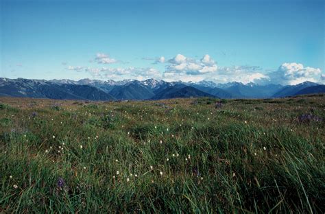 Daniel J Evans Wilderness Wikipedia