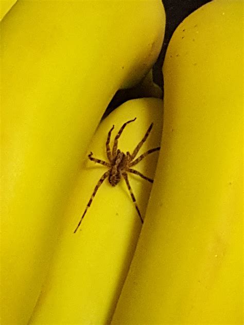 Can Anyone Identify This Spider Found In A Sealed Bunch Of Bananas In