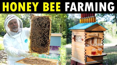How To Farm Honey Farm Mania