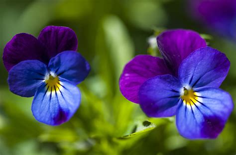 Pansy Wallpapers Pictures Images
