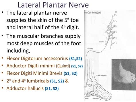 Anatomy Of Posterior Tibial Nerve By Im