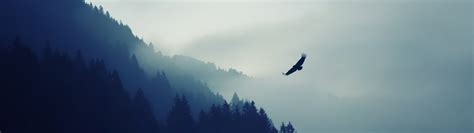 Bird Flying Above Mountain Hd Wallpaper Wallpaper Flare