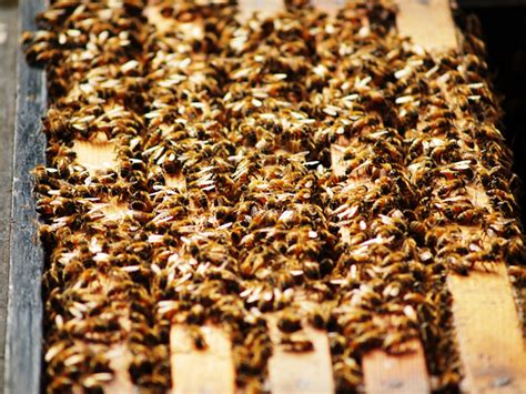 La Resident Finds Home Turned Into Hive By 50 000 Bees