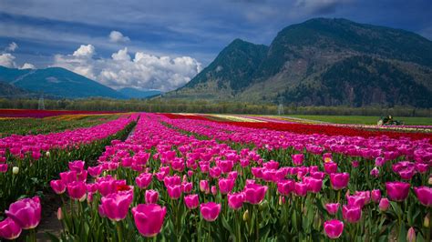 Free Download Hd Wallpaper Pink Tulip Flower Field During Daytime